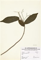 藏品(大青)的圖片